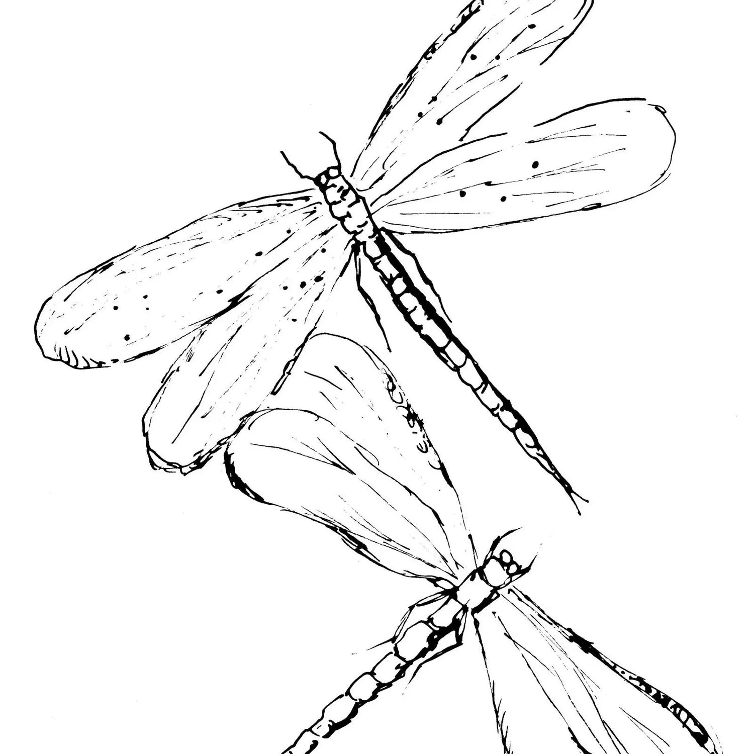 Drawing